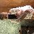 Ирина, 63