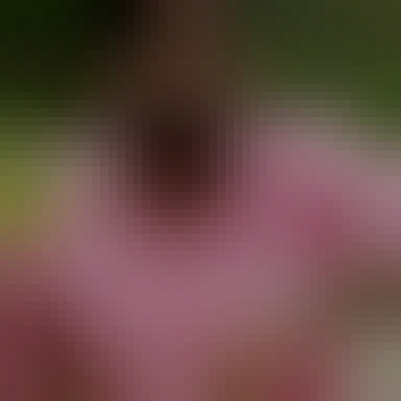 Mubaraq Anik, 29, Ouled Brahim