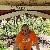 Sinan, 60, Kankakee